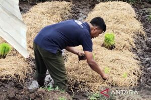 Limbah Jerami Disulap Jadi Sumber Energi dan Produk Bernilai Tinggi